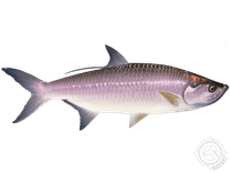 Tarpon